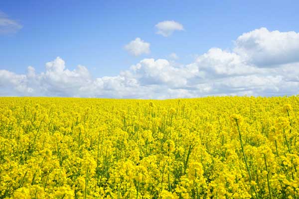 SAAT - Allergy Treatment